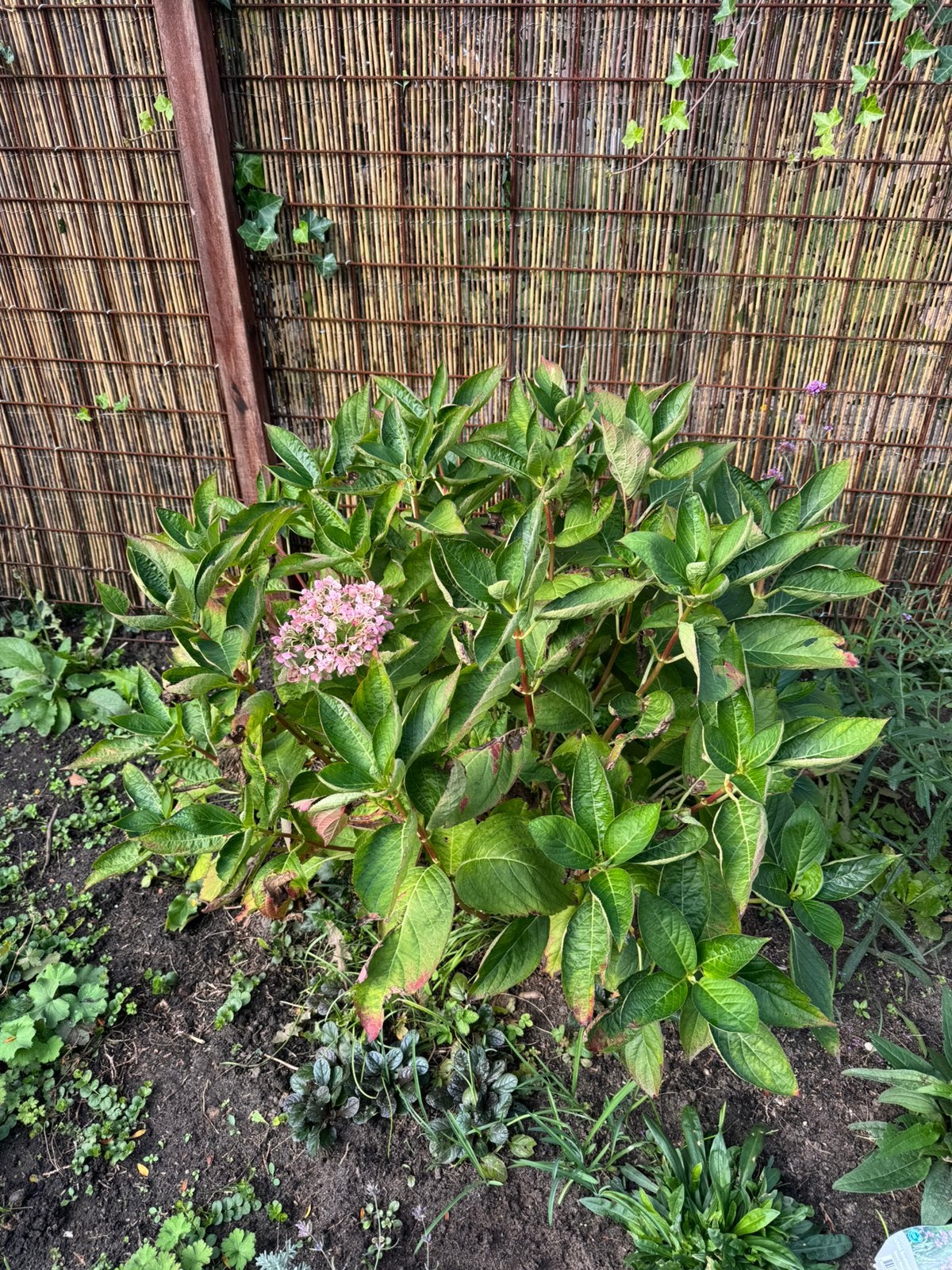 Gratis 2 hortensia’s - zelf uitgraven, Ophalen, Hortensia, Minder dan 100 cm