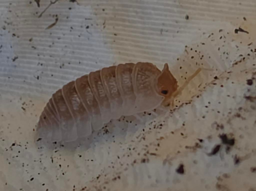 Armadillidium hauseni (Triceratops isopod), Dieren en Toebehoren, Overige soorten