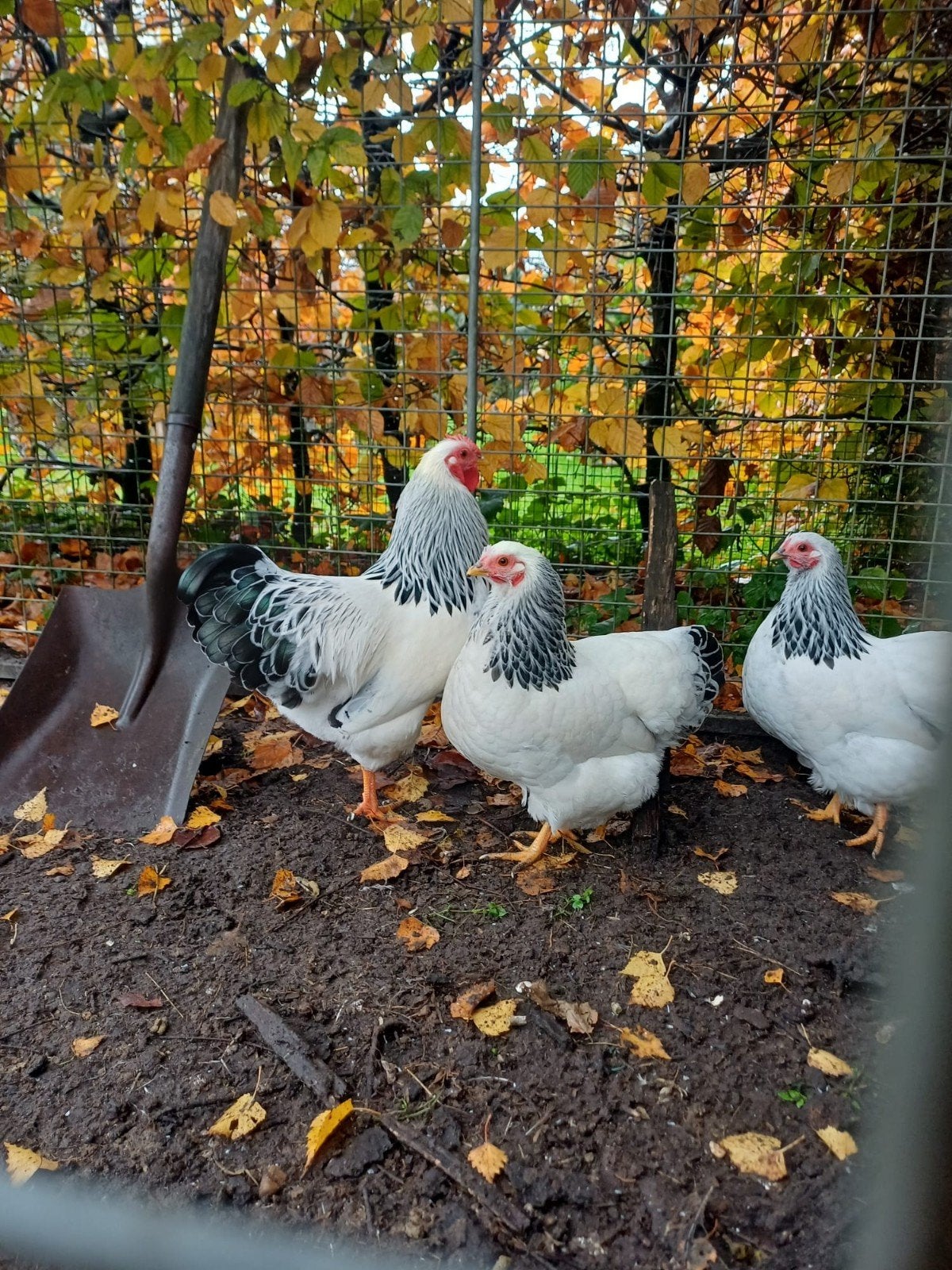 Broedeieren Wyandotte Columbia kriel **voorraad**, Dieren en Toebehoren, Pluimvee, Geslacht onbekend, Kip