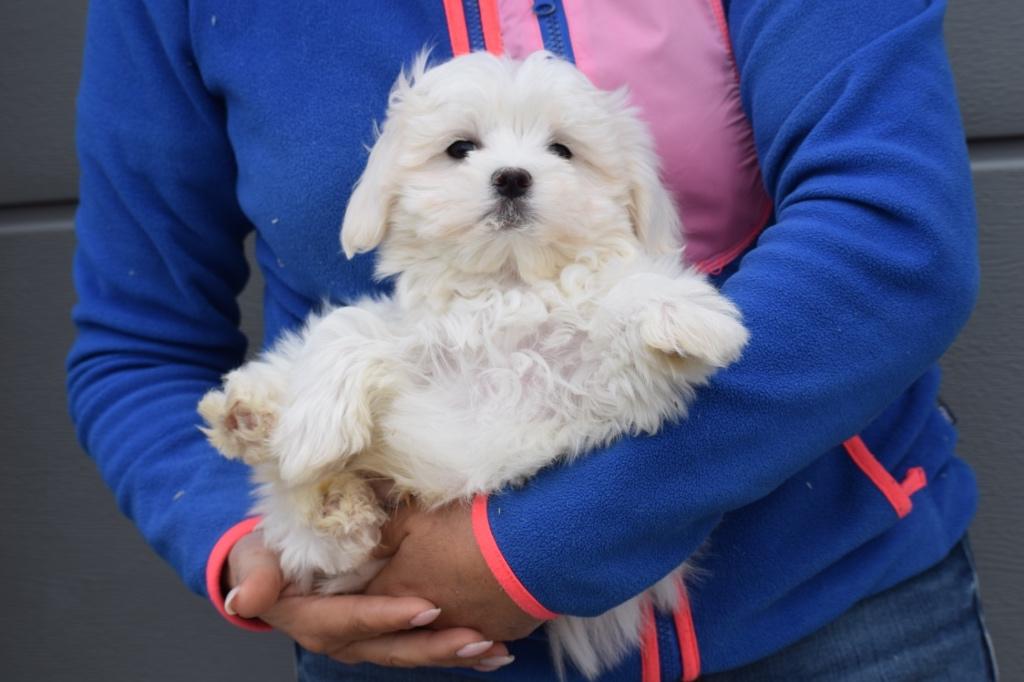 Maltezer pup nog 1 in nestje, Maltezer, 15 weken tot 1 jaar, Reu, Buitenland