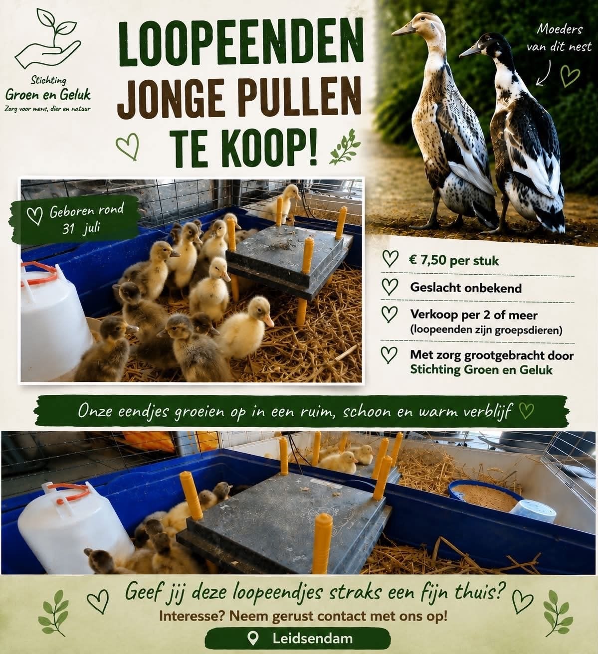 Loopeenden pulletjes, Dieren en Toebehoren, Meerdere dieren, Eend