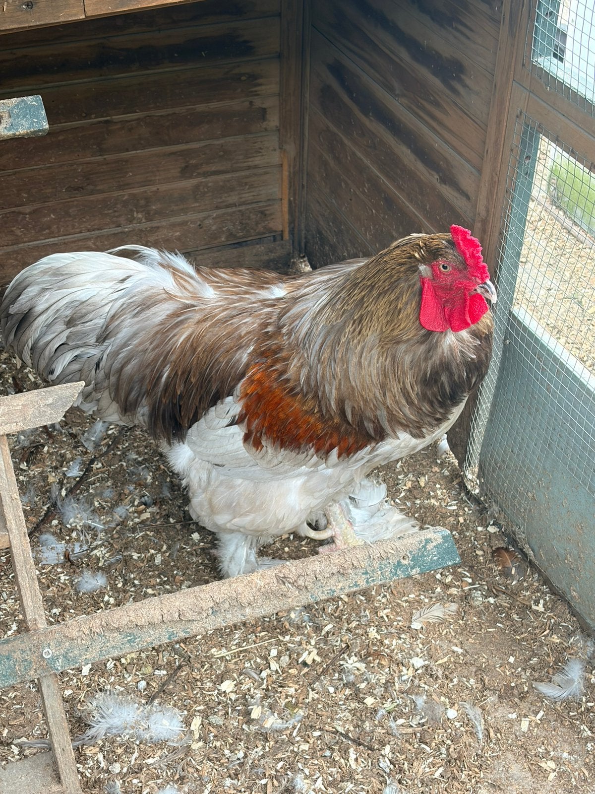 2 Brahma-hanen en 2 kuikens (geslacht onbekend), Dieren en Toebehoren, Pluimvee, Meerdere dieren, Kip