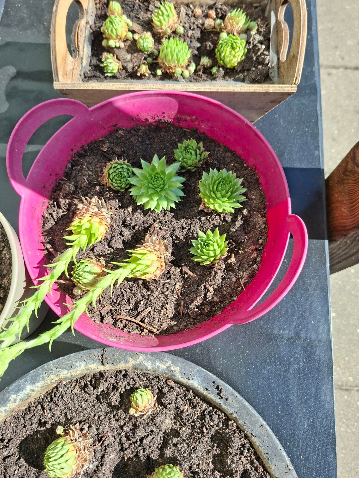 Mooie Sempervivum (huislook) vetplanten in diverse potten, Tuin en Terras, Ophalen
