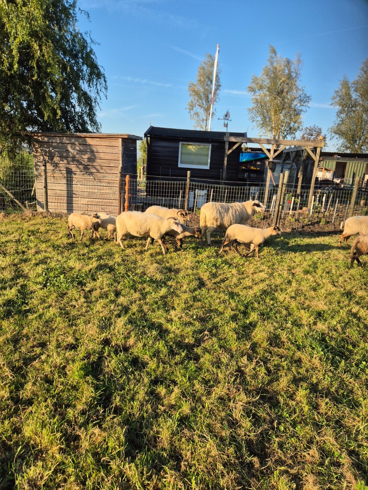 drentse heide schapen met lammeren