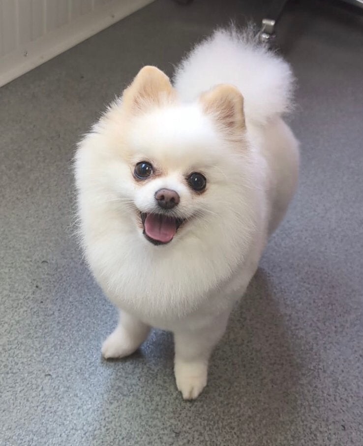 Dekreu Pomeriaan Wit, Reu, Parvo, Eén hond, 3 tot 5 jaar