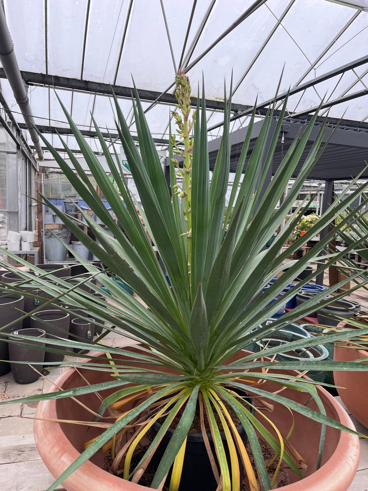 Grote Palmplant - Ideaal voor binnen en buiten, Tuin en Terras, Overige soorten, Volle zon, Vaste plant, Ophalen of Verzenden