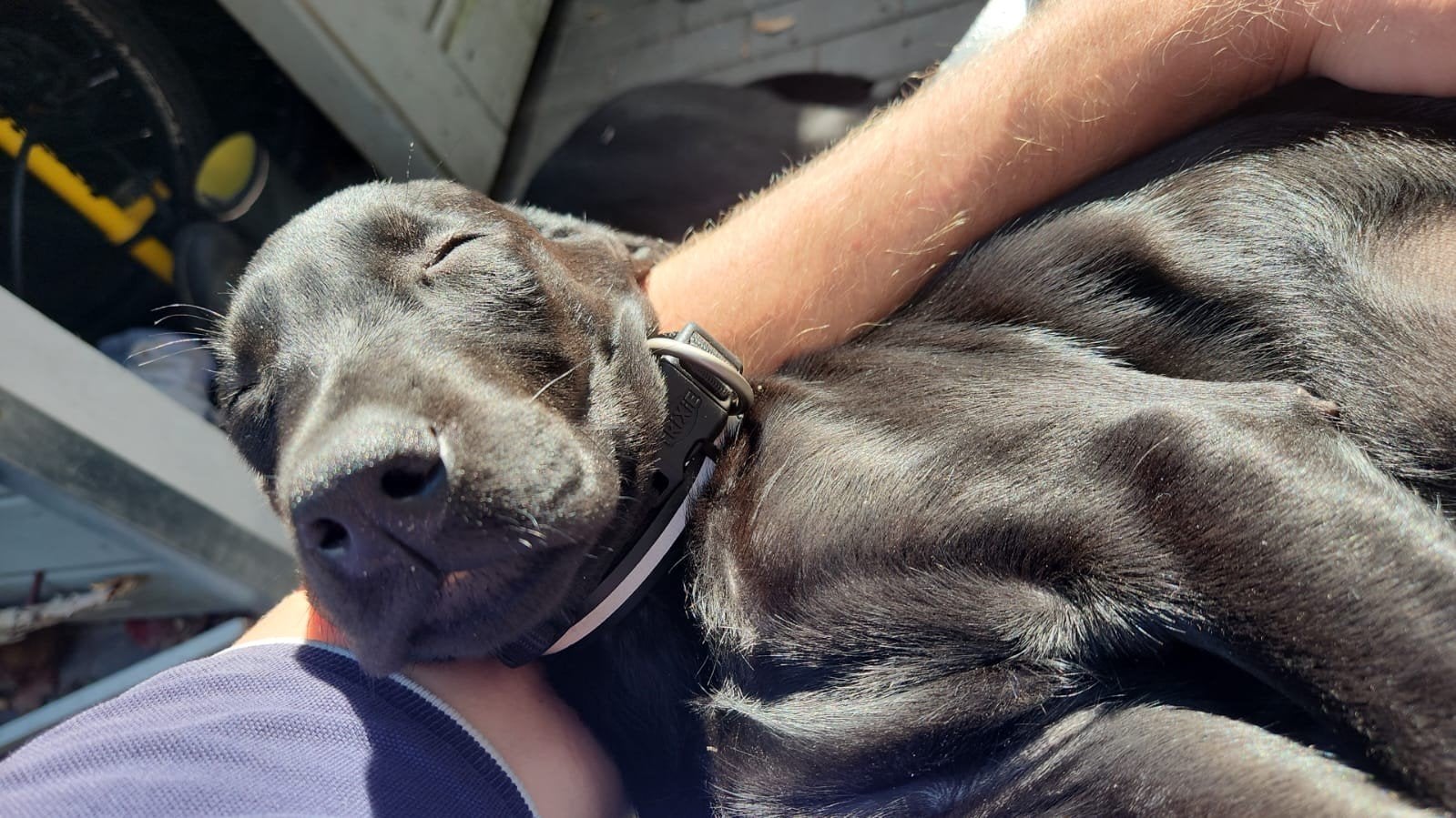 Te koop nog 1 Doberman kruising Pup, Dieren en Toebehoren, 8 tot 15 weken, Parvo, Meerdere, Nederland