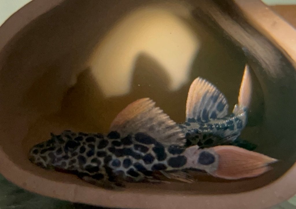 L600 Leopard Cactus Pleco (Pseudacanthicus leopardus), Dieren en Toebehoren, Vissen | Aquariumvissen, Vis, Zoetwatervis