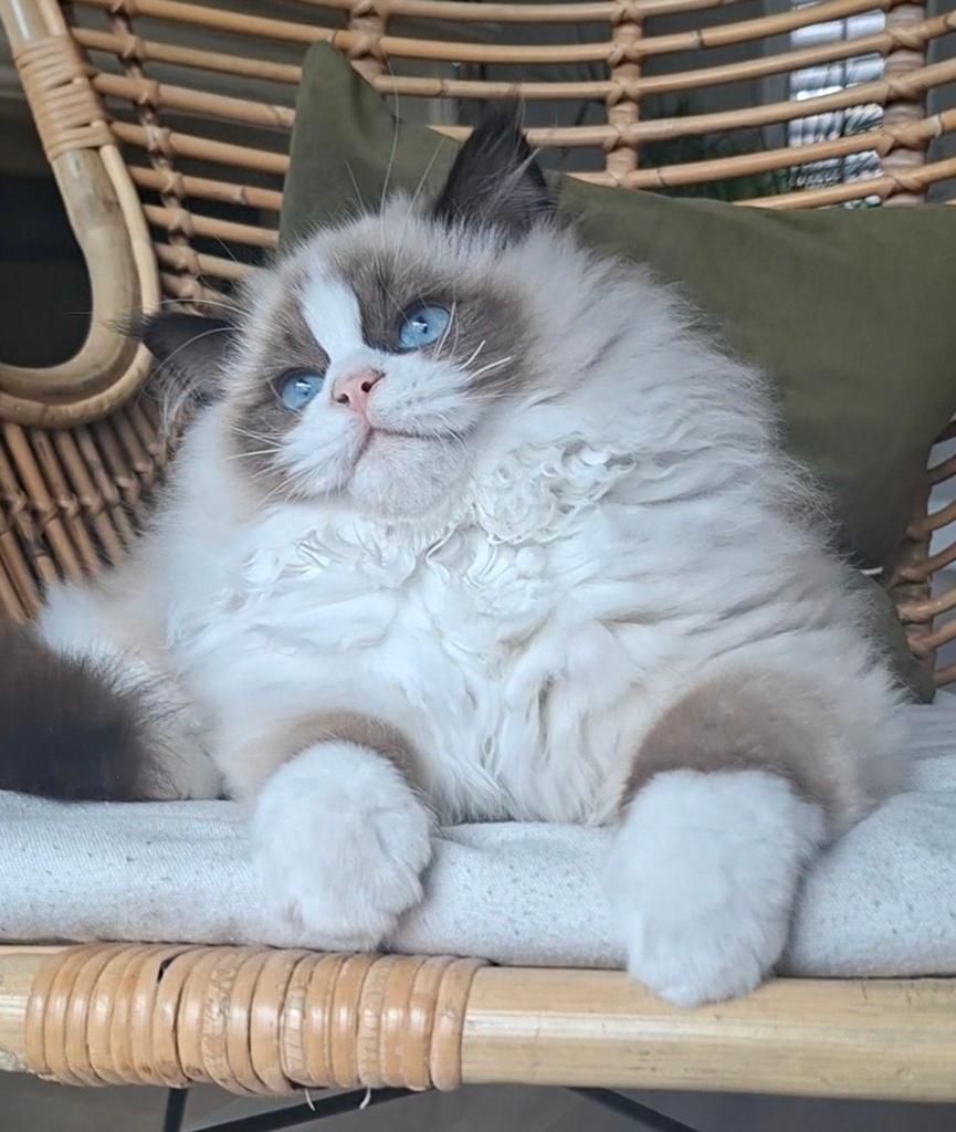 Laatste ragdoll katertje met stamboom, Kater, Met stamboom, 0 tot 2 jaar
