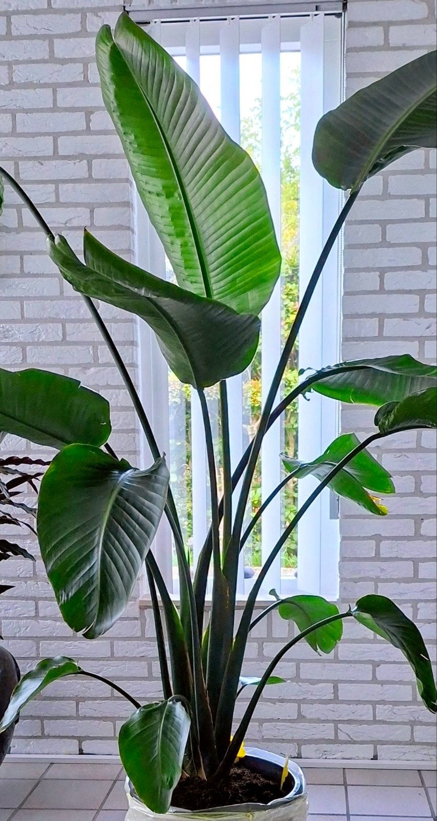 PARADIJSVOGEL/STRELITZIA NICOLAI H.200XØ40CM. POTMAAT, Ophalen, Volle zon, 200 cm of meer