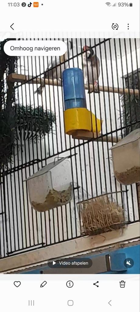 Te koop bloemputters koppels van 2025, Meerdere dieren