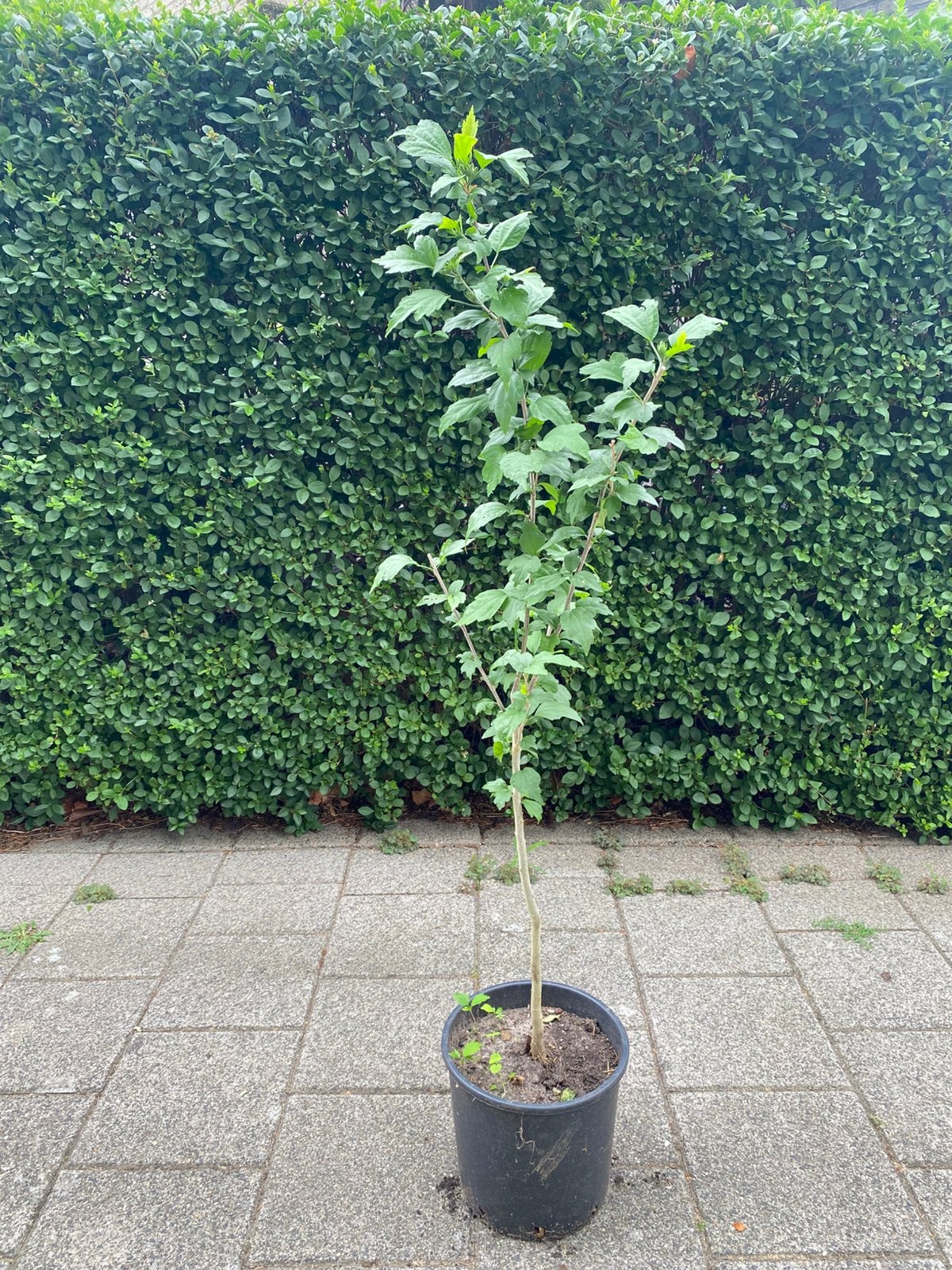 Hibiscusstruik ca 110 cm hoog, Ophalen, Overige soorten, Struik, Minder dan 100 cm