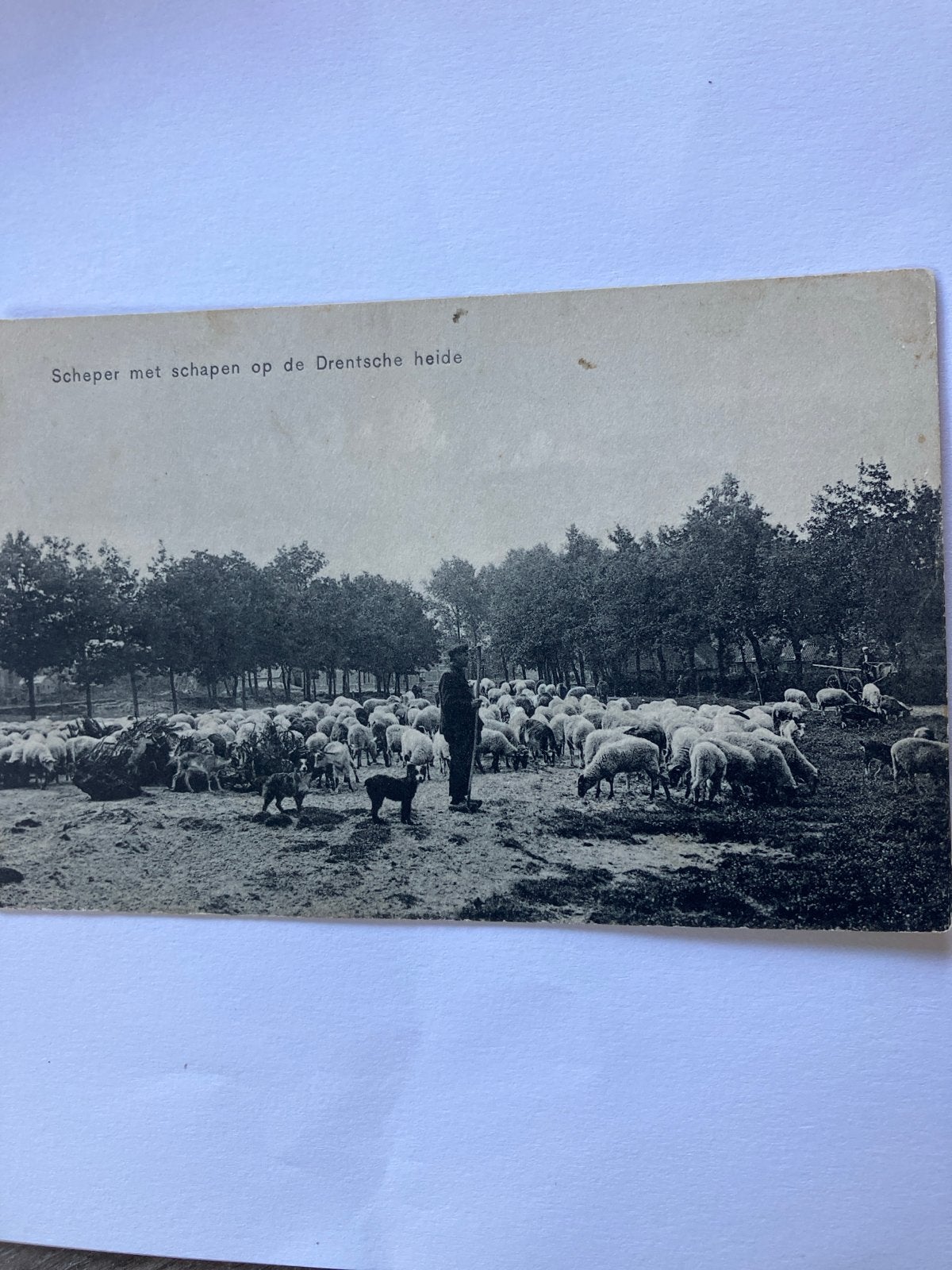 Oude Ansichtkaart: Schaapherder met schapen op Drentse heide, Ophalen of Verzenden, Voor 1920, Gelopen, Drenthe