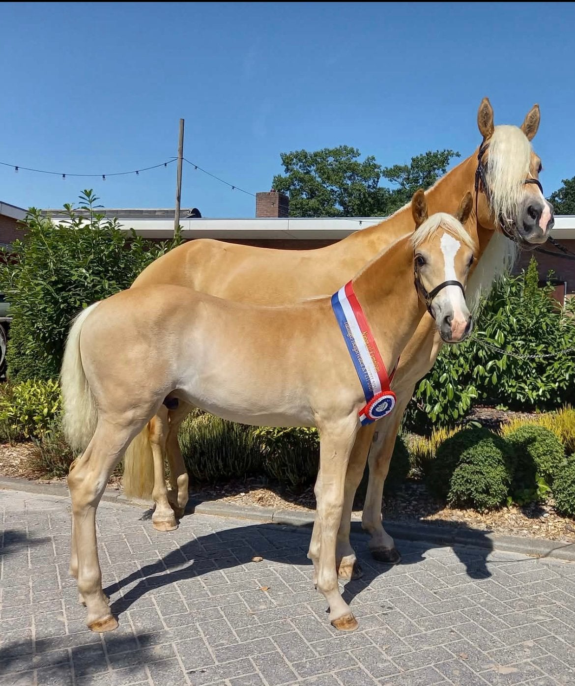 Nationaal kampioen Haflinger hengst veulen, Dieren en Toebehoren, Pony's, E pony (1.48m - 1.57m), Met stamboom, Dressuurpony, Niet van toepassing