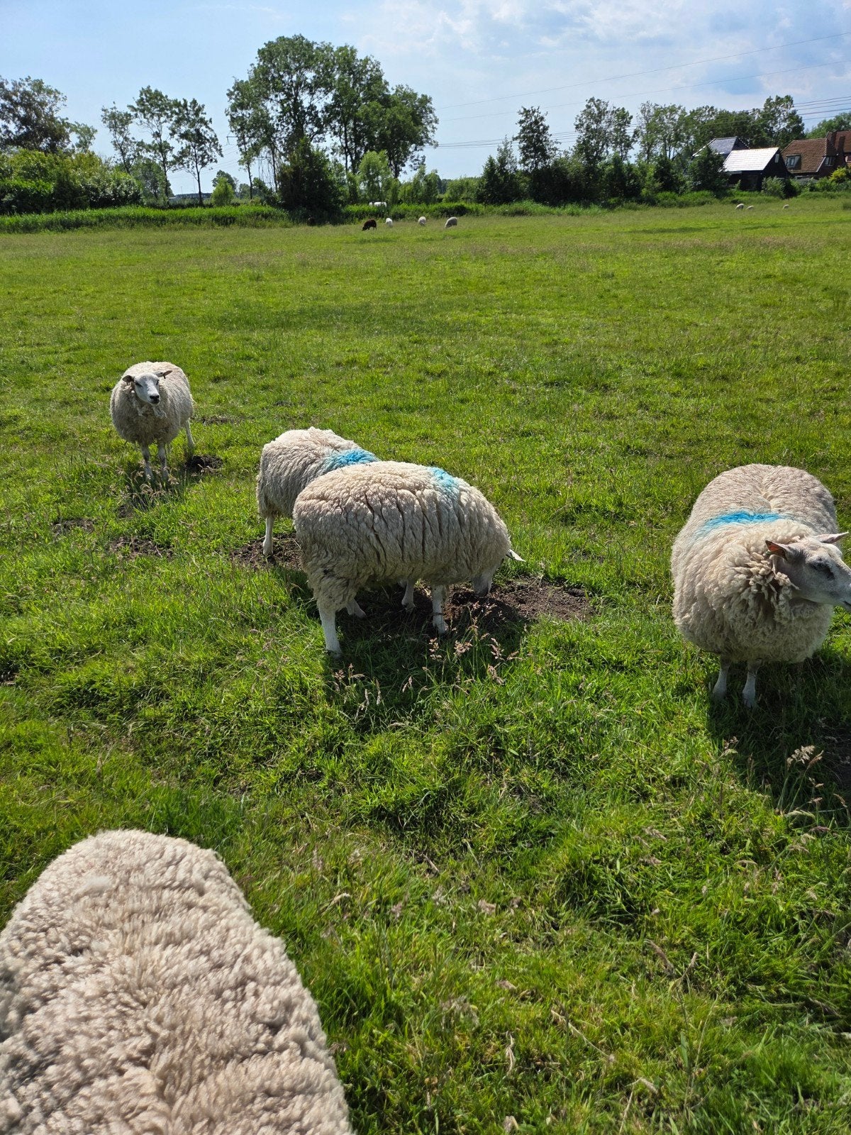 Enter ooien voor de fok, Vrouwelijk, Schaap