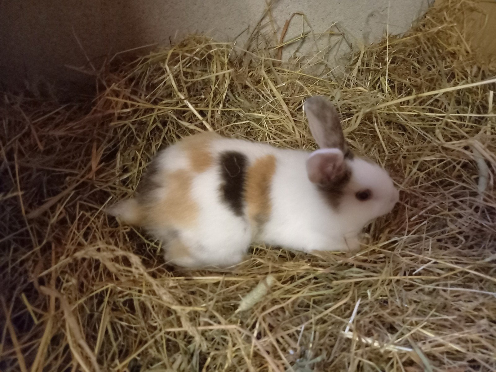 jonge konijntjes te koop., Dieren en Toebehoren, Meerdere dieren