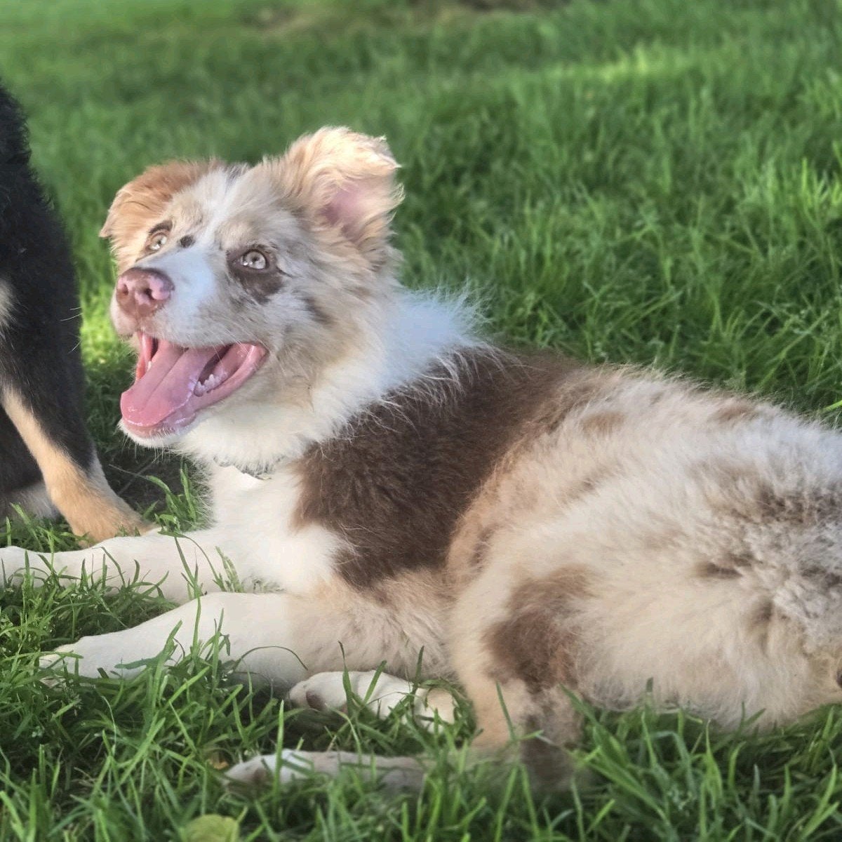 Red merle border collie teefje, Dieren en Toebehoren, Honden | Herdershonden en Veedrijvers, 8 tot 15 weken, Teef, Collie, Eén hond