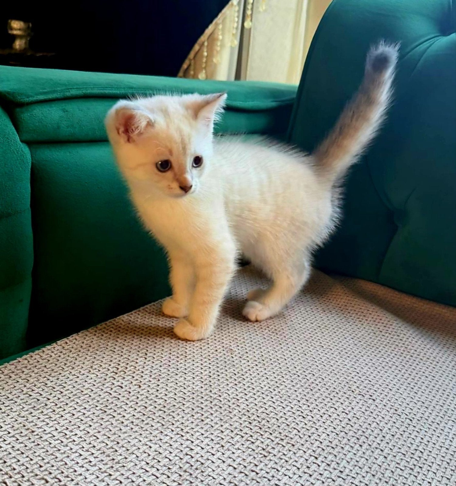 Lieve kittens zoeken een nieuw thuis, Dieren en Toebehoren, Meerdere dieren