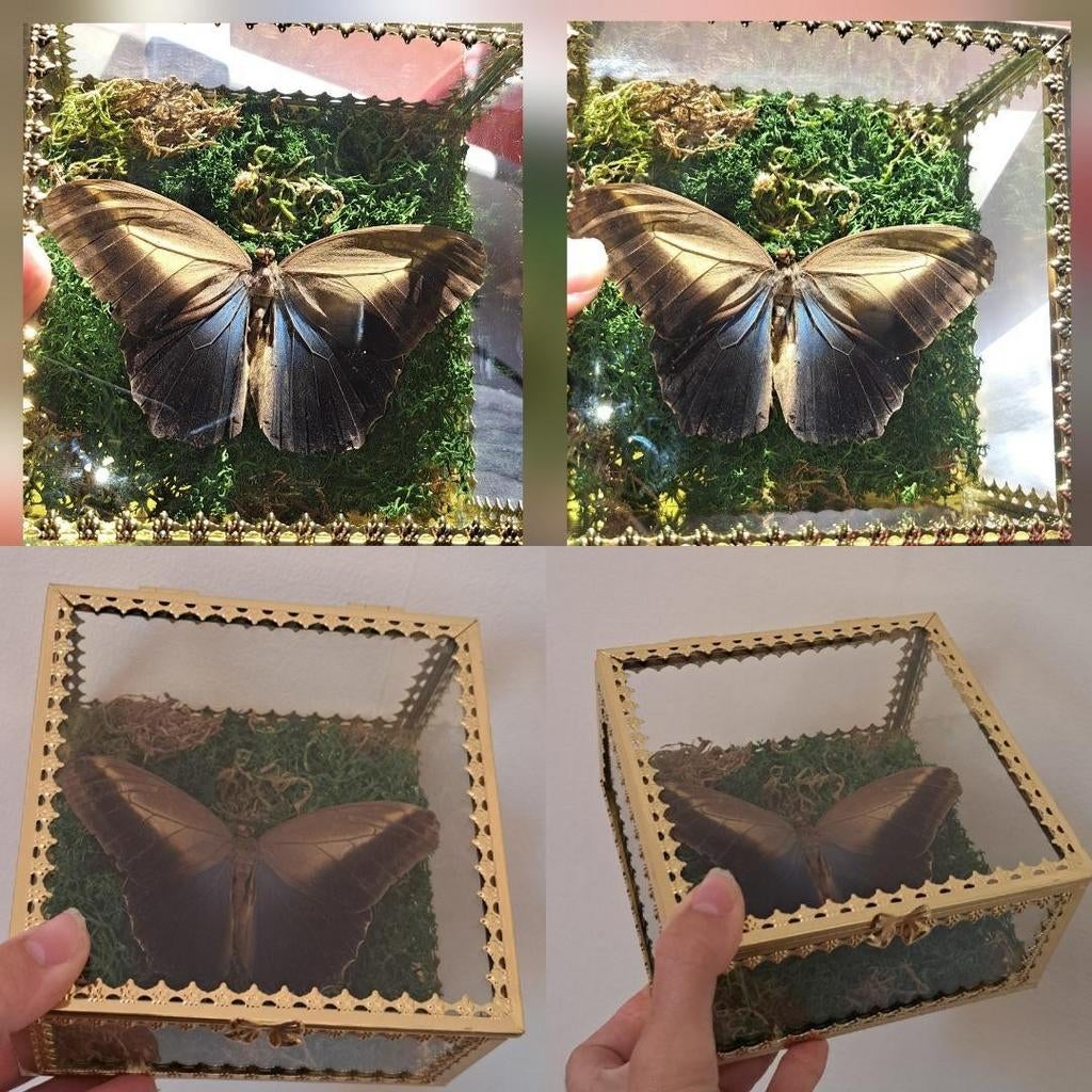 Vlinder in glazen kistje, Ophalen of Verzenden, Insect, Opgezet dier