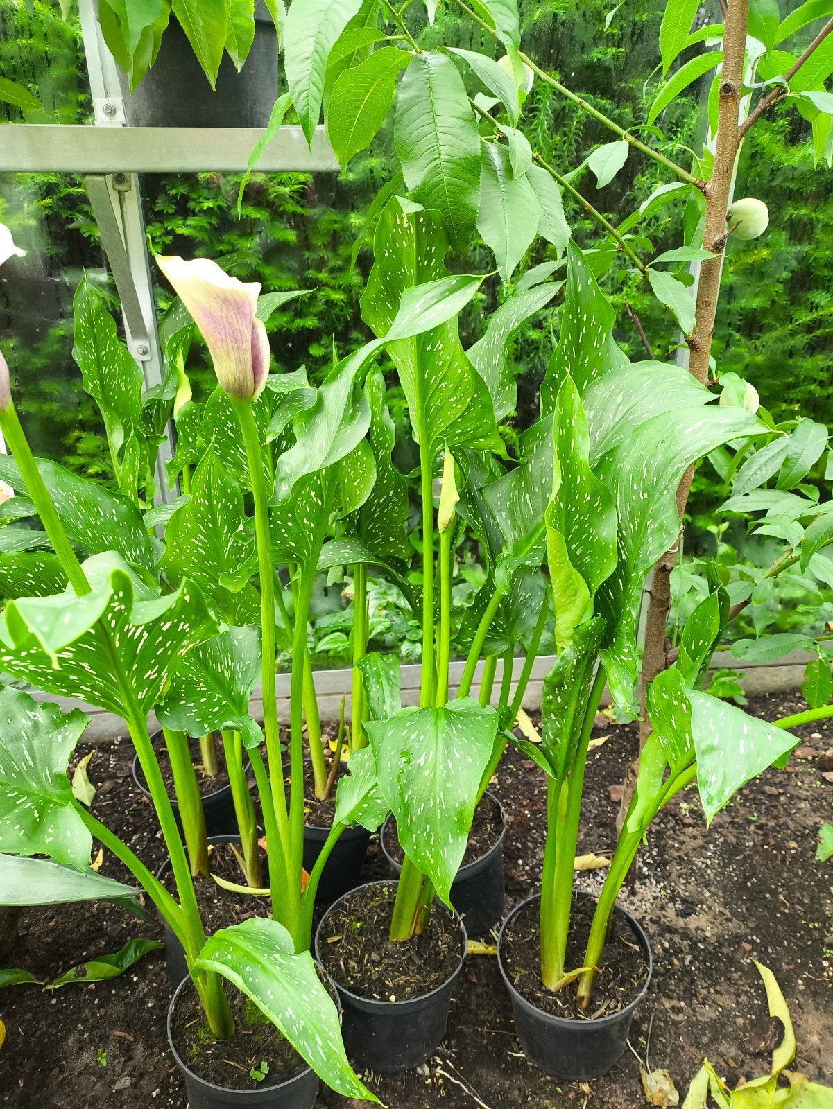 Prachtige Calla planten - Ideaal voor tuin en terras, Overige soorten, Volle zon, Vaste plant, Ophalen of Verzenden