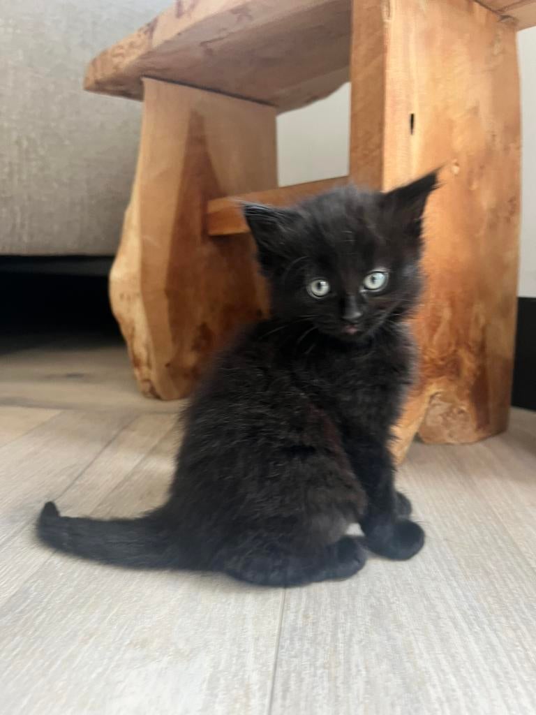 Kittens (Noorse Boskat), Dieren en Toebehoren, Katten en Kittens | Raskatten | Langhaar, Meerdere dieren