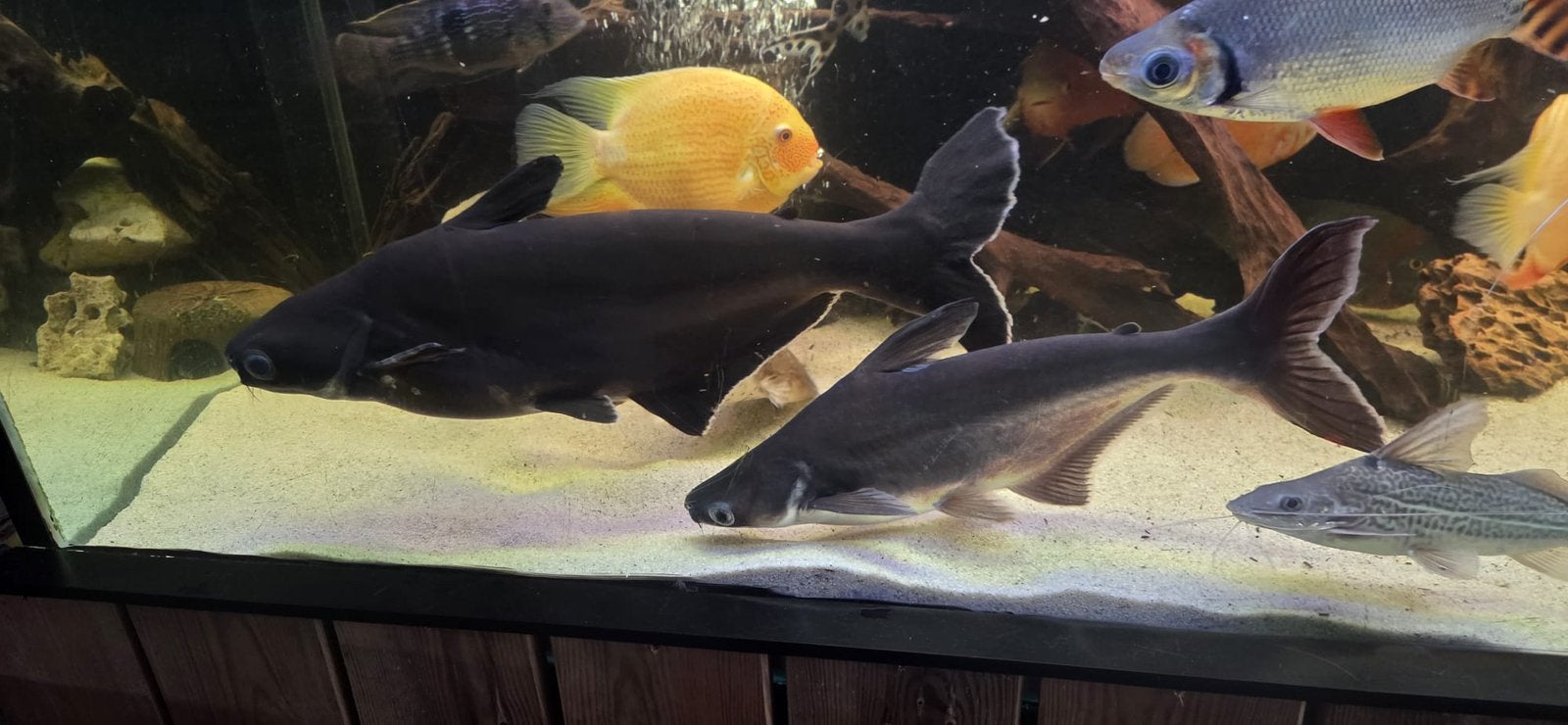Pangasius haaien., Dieren en Toebehoren, Vissen | Aquariumvissen, Vis