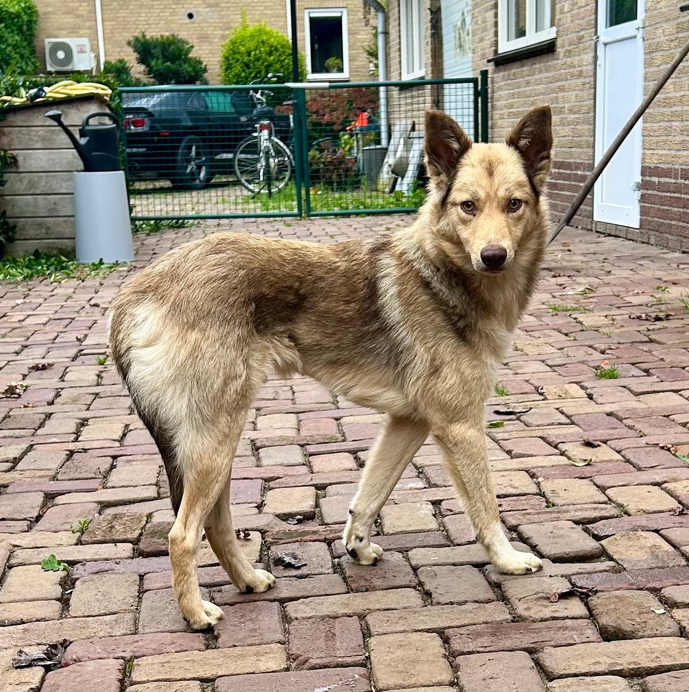 Nacho, medium mix (wolfhondje?) reu gec 1 jaar, Particulier, Reu, 1 tot 2 jaar, Buitenland