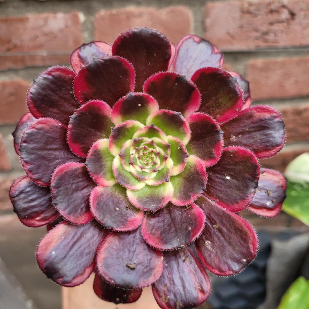 Aeonium vetplantje, Ophalen of Verzenden, Halfschaduw, Minder dan 100 cm
