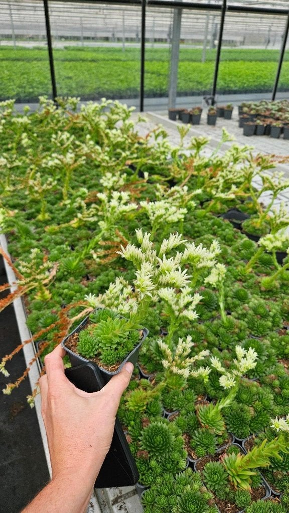 Sempervivum bloeiend - Spotgoedkoop - rotsplanten, Ophalen of Verzenden, Vaste plant, Overige soorten, Volle zon