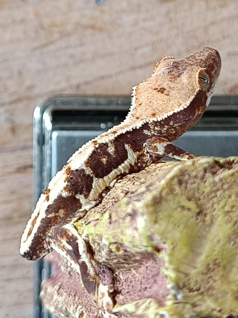 Wimpergekko baby Lilly white Crested Gecko photo 5