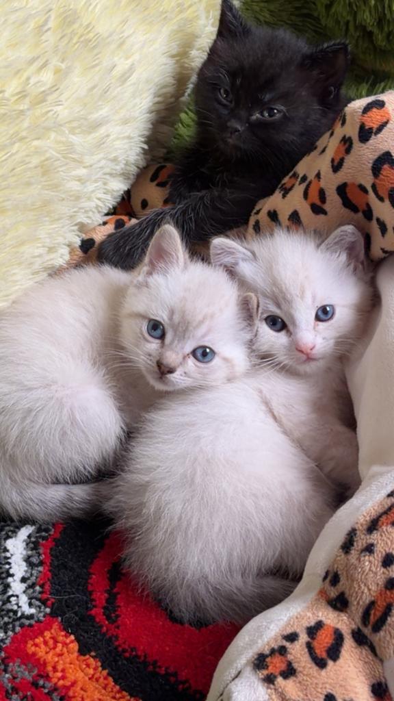 Britse korthaar kittens, Meerdere dieren