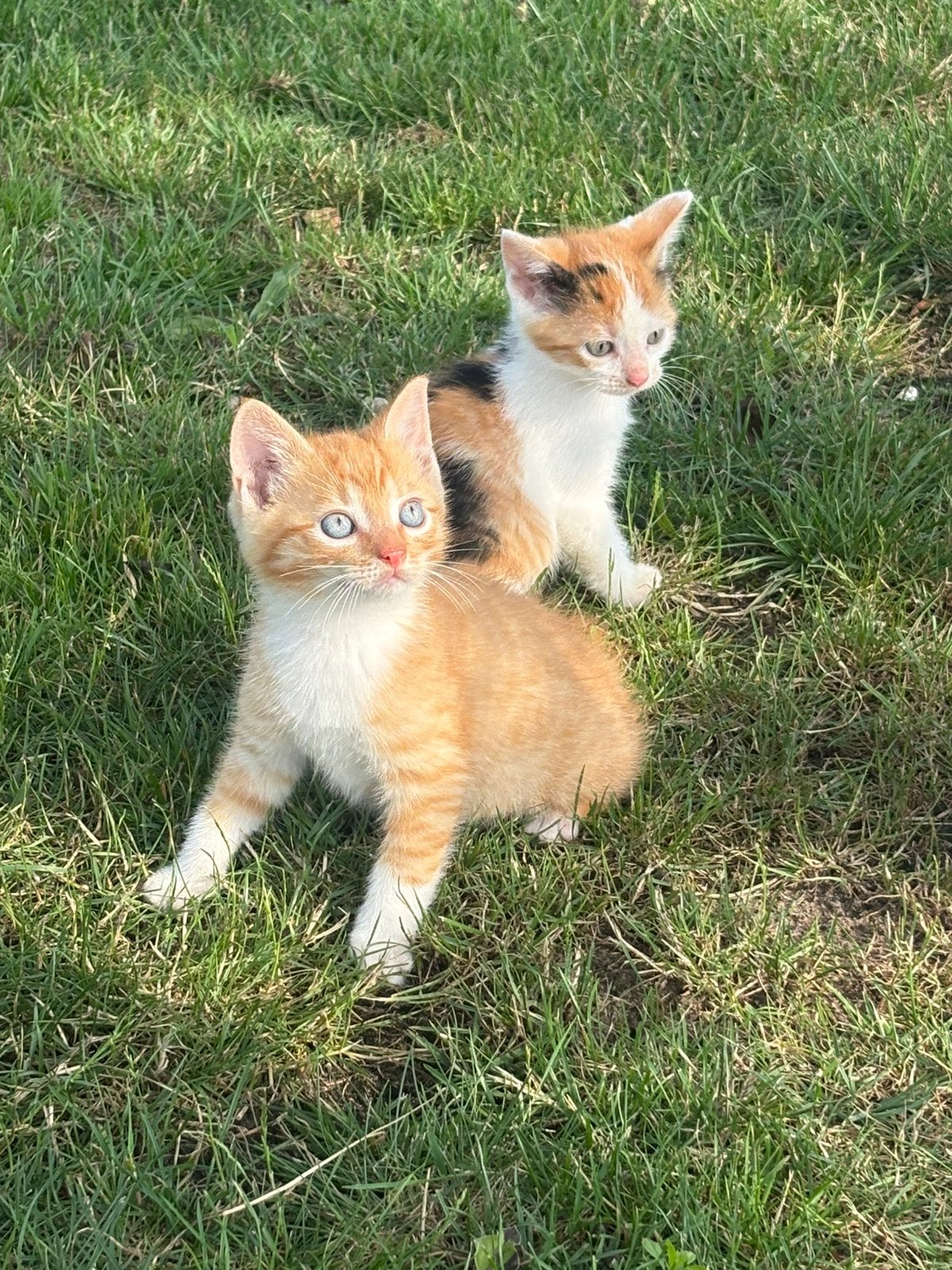 Super leuke kittens, Dieren en Toebehoren