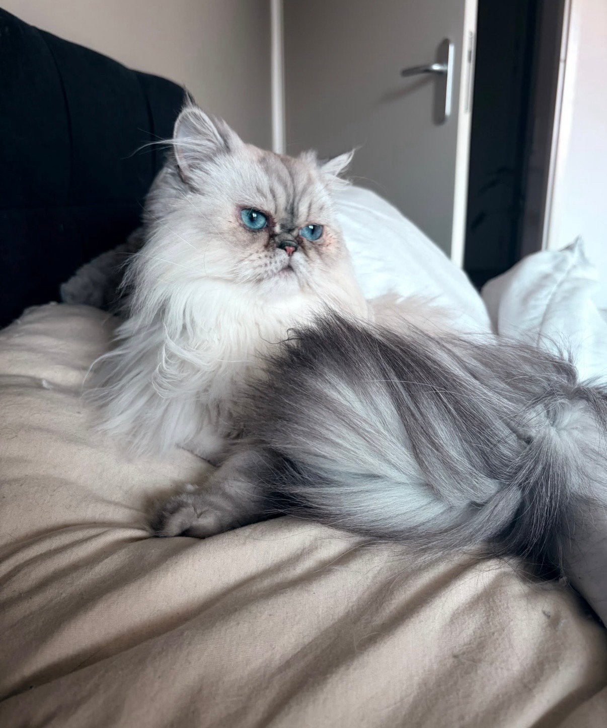 Lieve, zachtaardige Yuzu (Pers 2 jaar), Poes, Langharig, 0 tot 2 jaar