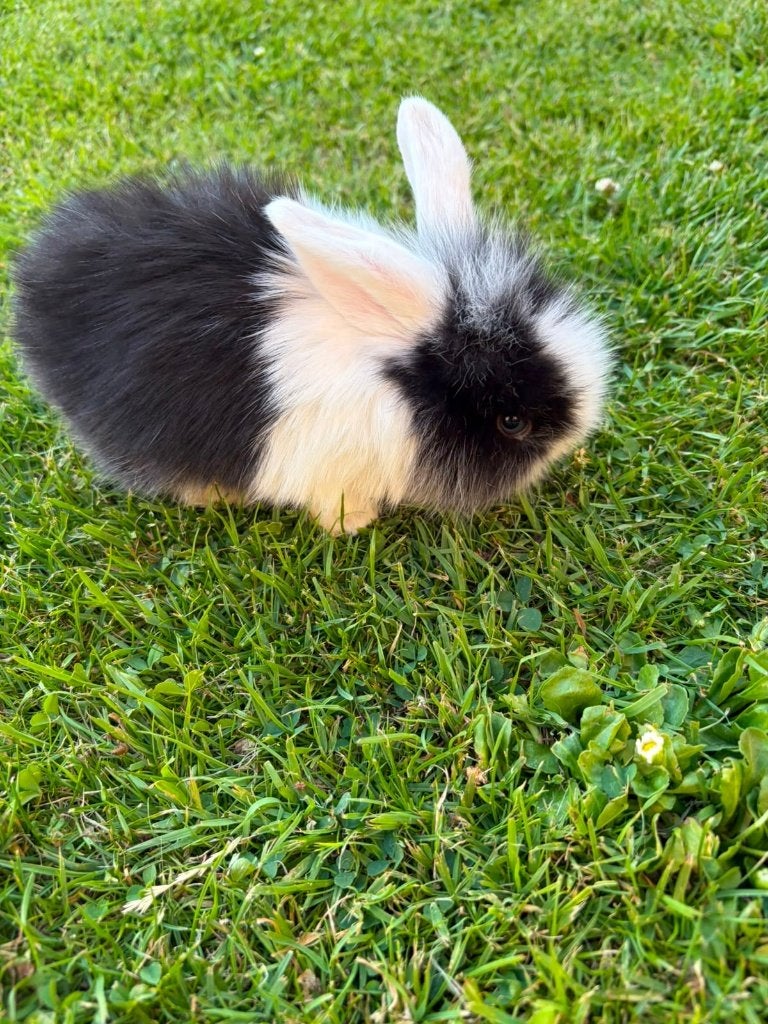 babykonijntjes, Meerdere dieren, Middelgroot