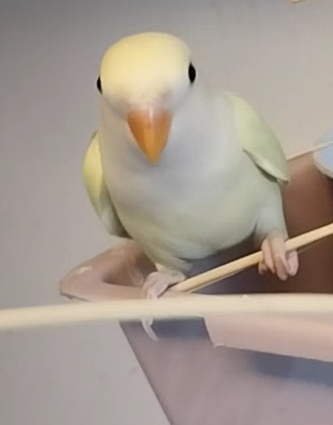 Lieve agapornis roseicollis dwergpapegaai te koop, Geslacht onbekend, Dwergpapegaai of Agapornis, Tam