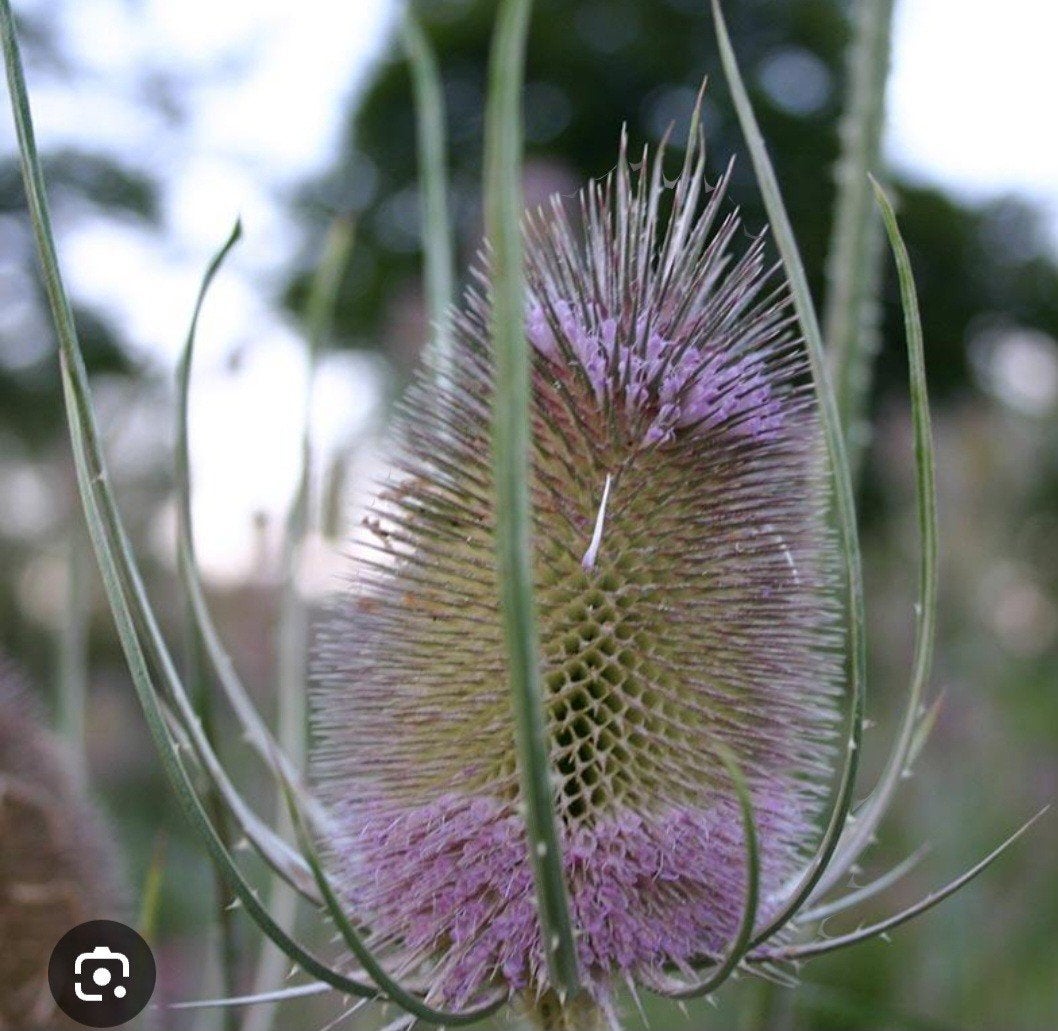 Kaardebol, Ophalen, Volle zon