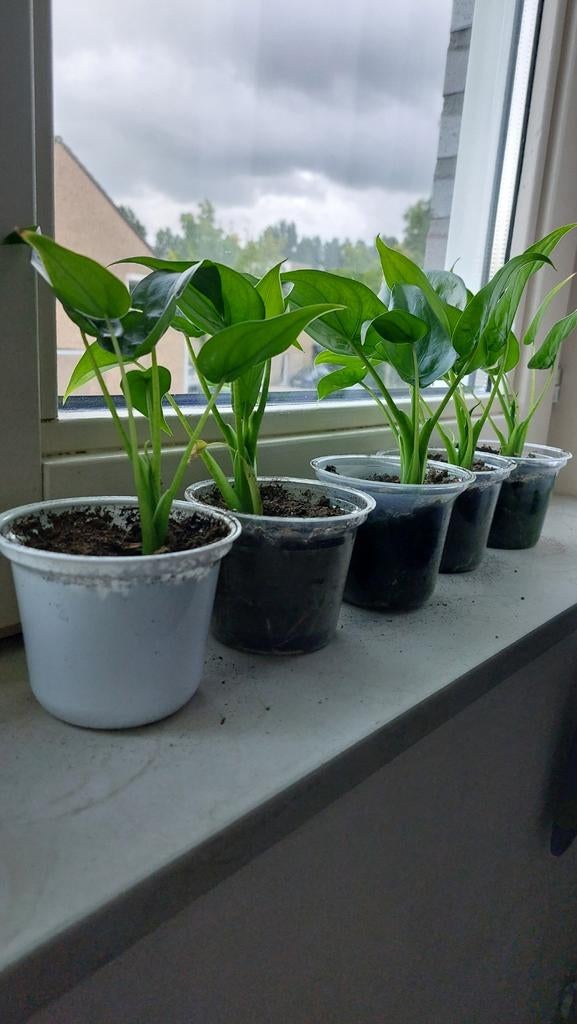 Alocasia cucullata stekjes - Olifantsoor, Huis en Inrichting, Kamerplanten, Ophalen, Overige soorten, Halfschaduw, In pot