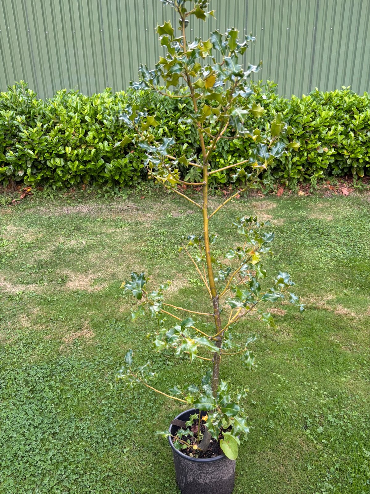 Bomen struiken in pot, Tuin en Terras, Halfschaduw, Overige soorten, Lente, 100 tot 250 cm