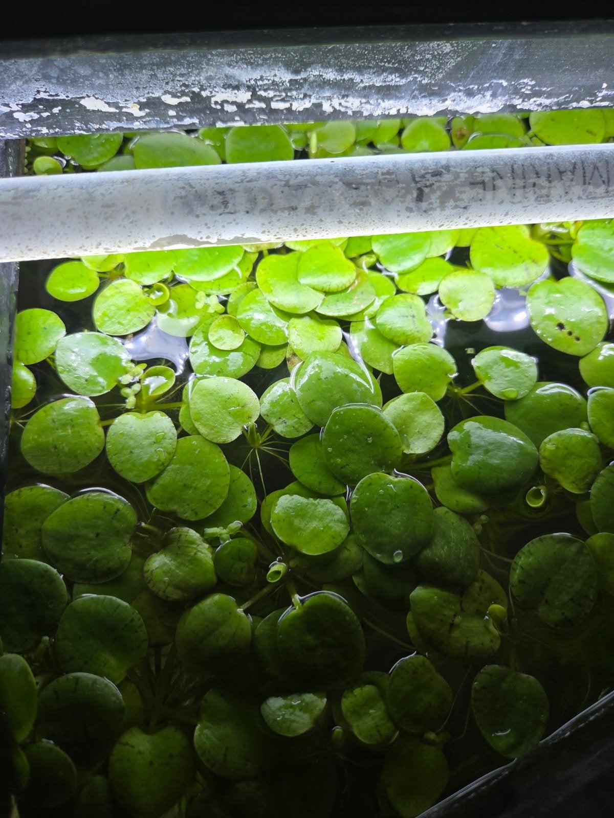 Amazonekikkerbeet (Limnobium laevigatum), Dieren en Toebehoren, Vissen | Aquariumvissen, Vis