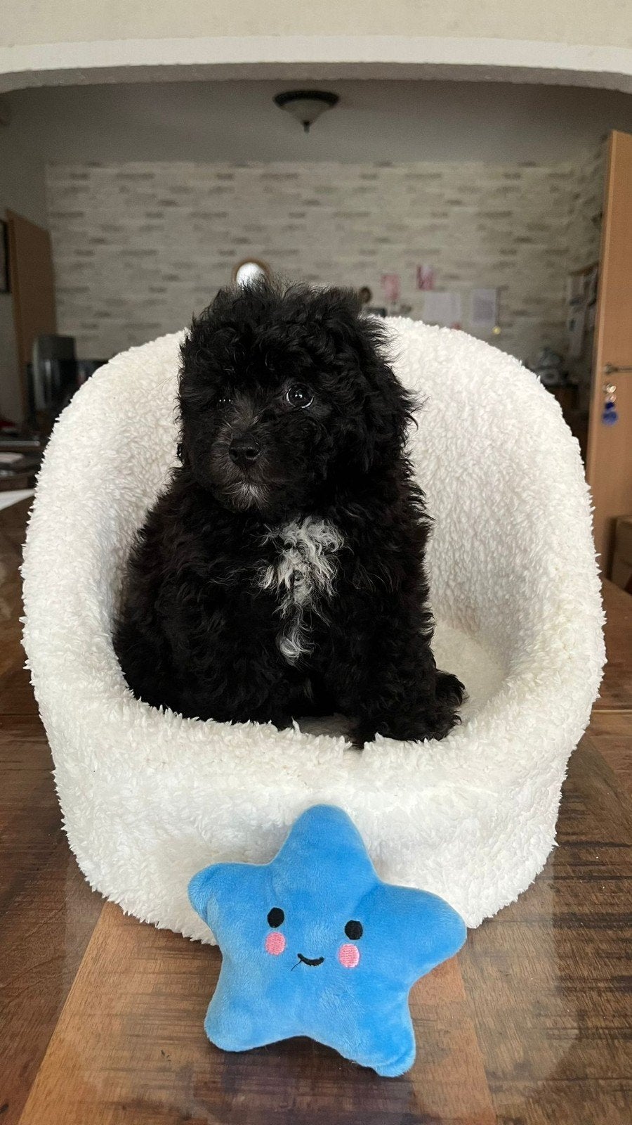 maltipoopups, Parvo, Overige rassen, 8 tot 15 weken, Meerdere dieren