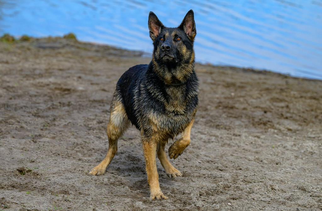Oppas gezocht voor lieve Duitse Herder, Dieren en Toebehoren, Ophalen of Verzenden