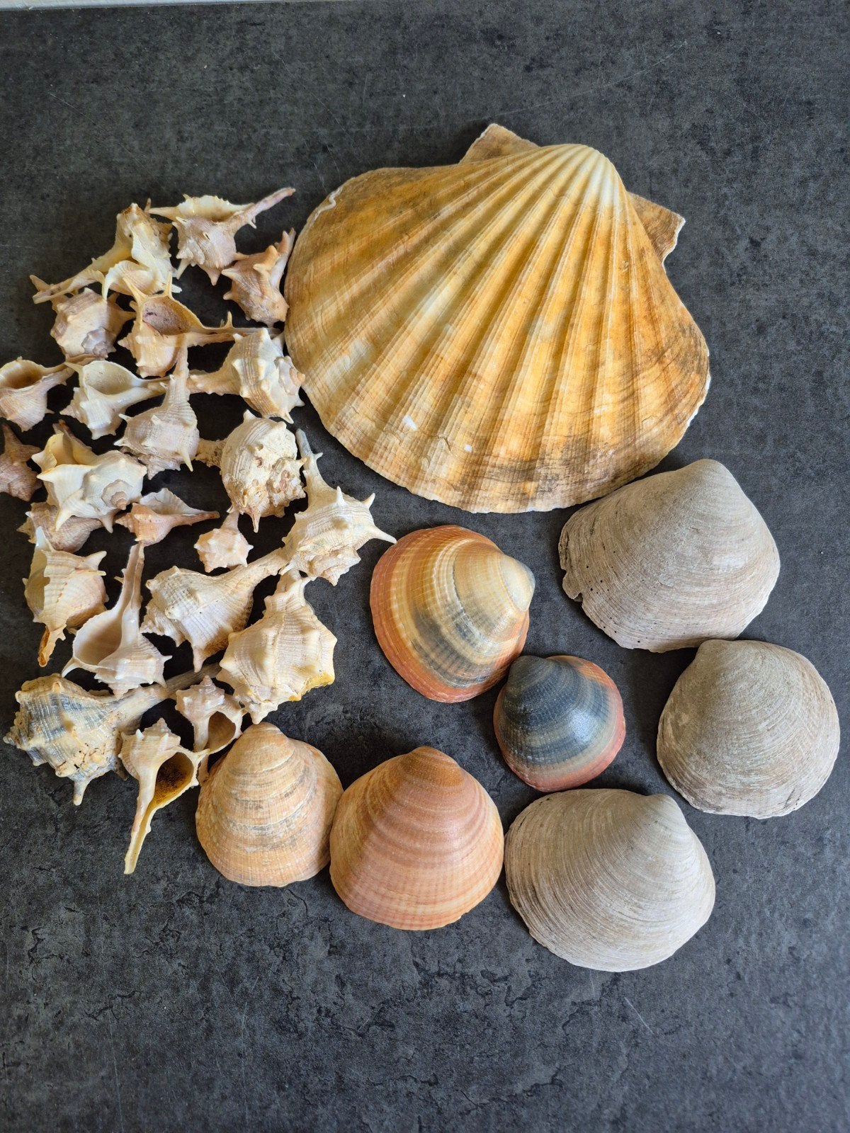 schelpen, Verzamelen, Mineralen en Fossielen, Ophalen of Verzenden