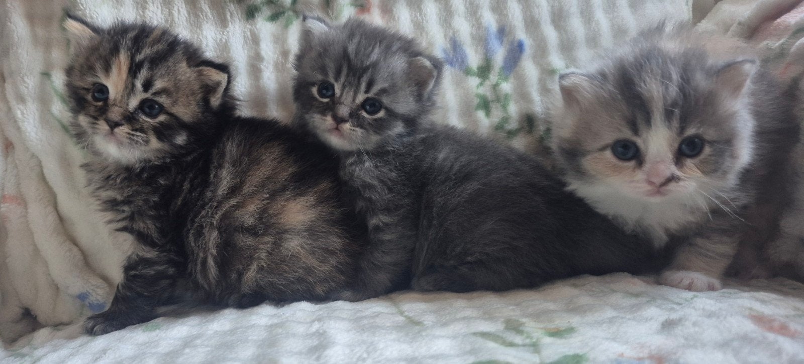 Mooie britse kort/langhaar kittens., Meerdere dieren, Gechipt