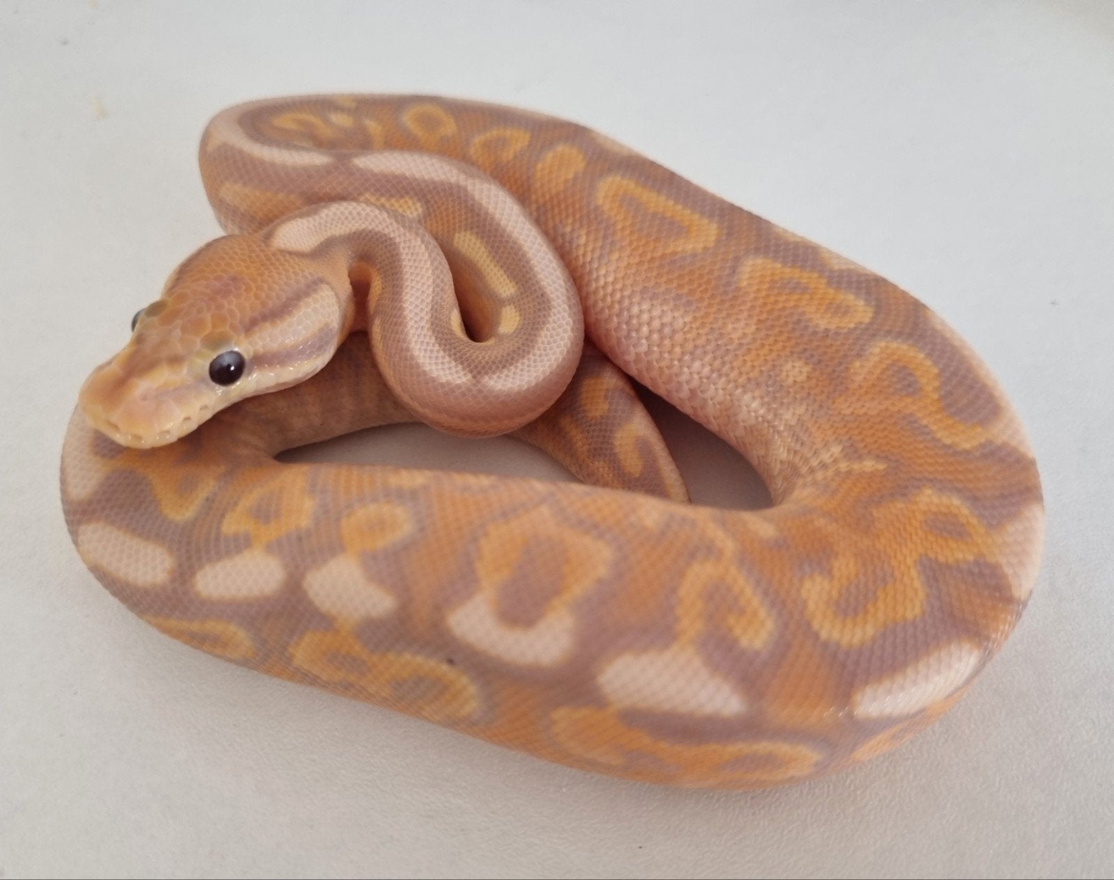 1.0 coral glow cinnamon gravel od (spotnose) het clown Ball Python photo 2
