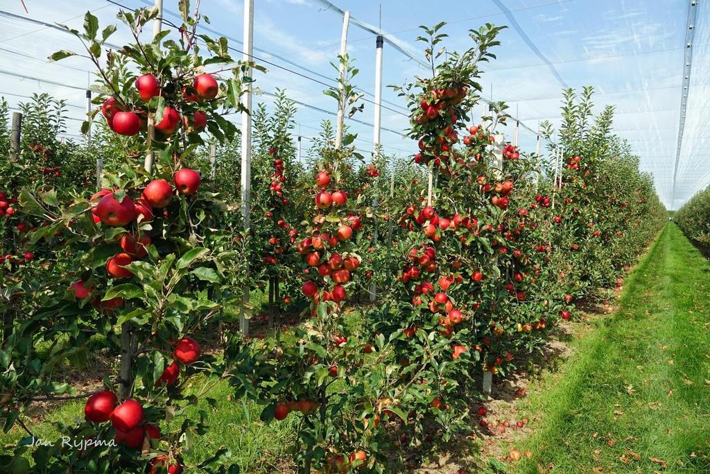 Fruitbomen (appelbomen en perenbomen), Ophalen, Appelboom, Lente