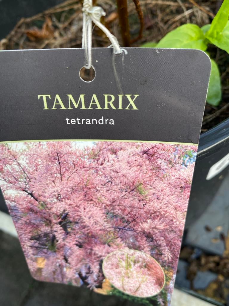 Tamarix tetrandra - Sierlijke struik met roze bloesem, Volle zon, Vaste plant, Lente, Ophalen