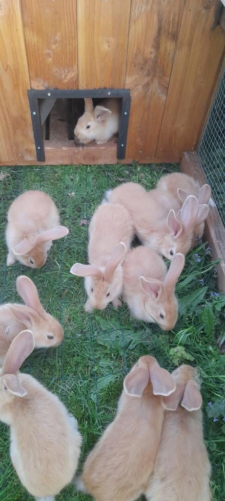 Tekoop jonge konijnen. Vlaamse reus, Dieren en Toebehoren, Meerdere dieren