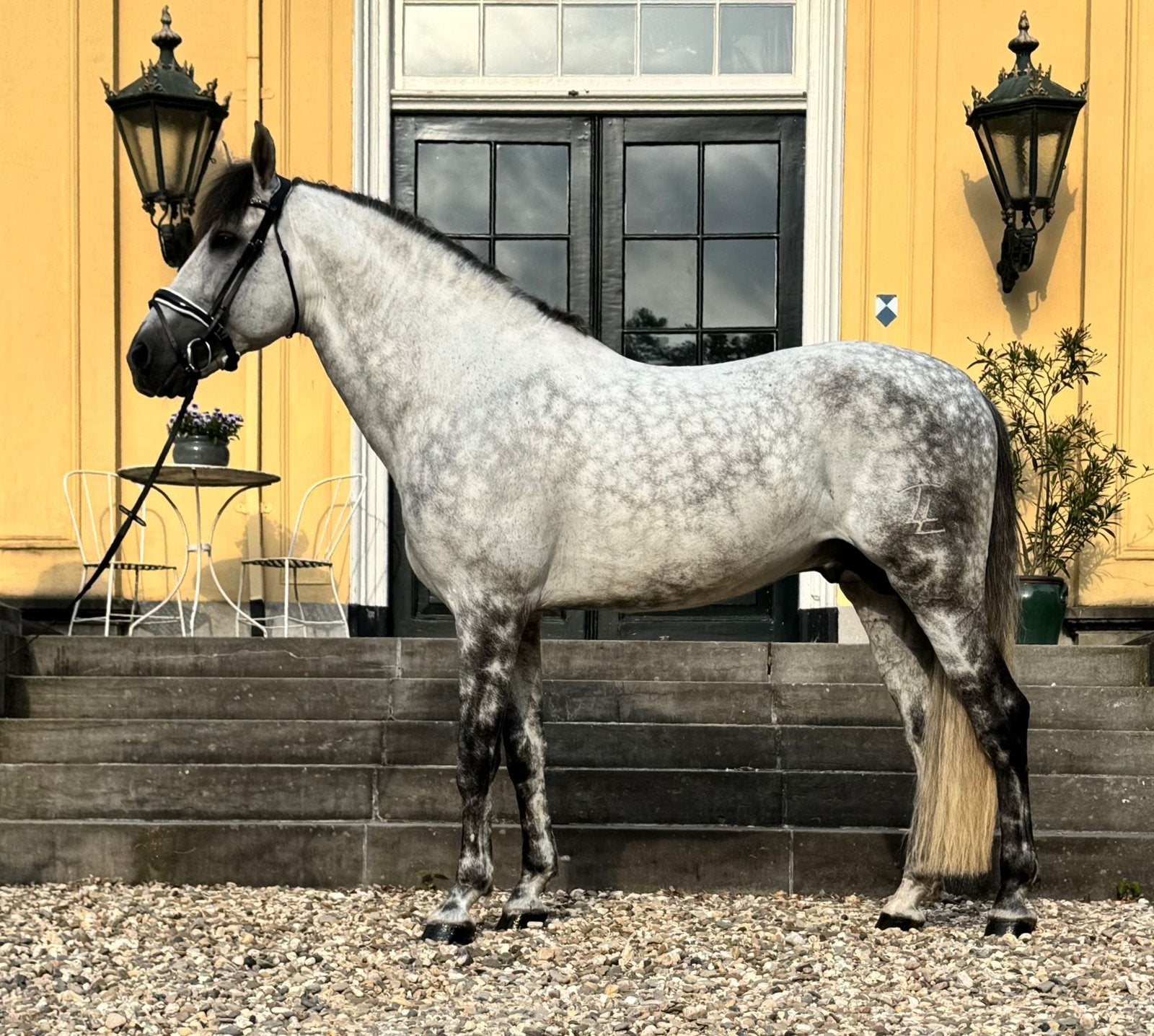 Goedgekeurde Pre Hengst ter dekking, Dieren en Toebehoren, Paarden en Pony's | Dekhengsten en Fokmerries, Hengst