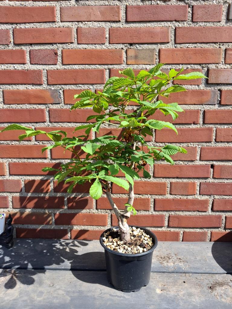 Jonge Paardenkastanje - Ideaal voor Bonsai, Volle zon, Vaste plant, Lente, Ophalen