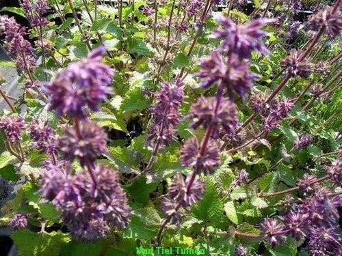 Vasteplant Salvia verticilata \'Purple Rain\', Ophalen, Overige soorten, Halfschaduw